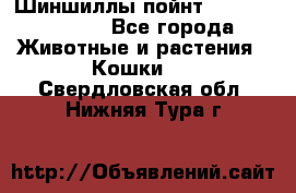 Шиншиллы пойнт ns1133,ny1133. - Все города Животные и растения » Кошки   . Свердловская обл.,Нижняя Тура г.